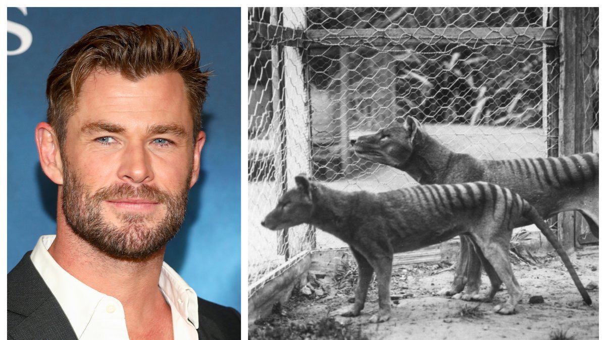 Chris Hemsworth har investerat i företaget som ska återskapa pungvargen.
